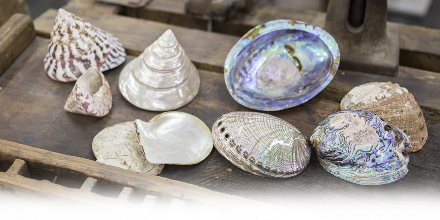 Rohstoff – Muscheln – Perlmutt Manufaktur